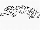 Tiger Coloring Pages Print Printable Tigers Kids Animal Doodle Colouring Clipart Doodles Realistic Sabertooth Library Book sketch template