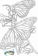 Butterflies Papillons Papillon Gratuitement Tsgos Teamcolors 123dessins sketch template