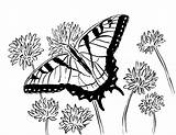 Butterfly Coloring Swallowtail Pages Printable Adult Adults Printables Flowers Today Animals Sea Drawings Samanthasbell Reference sketch template