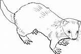 Ferret Drawing Coloring Pages Drawings Animal Creativemarket Ferrets Baby sketch template
