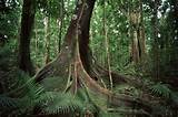 Description Of Tropical Rainforest Photos