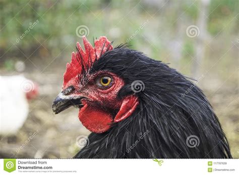 rooster closeup of the orpington breed stock image image