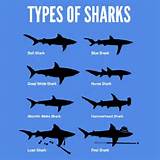 Pictures of Different Types Of Sharks
