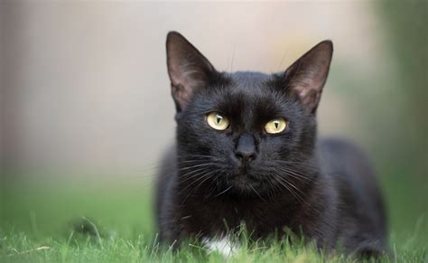 pourquoi les chats noirs portent malheur