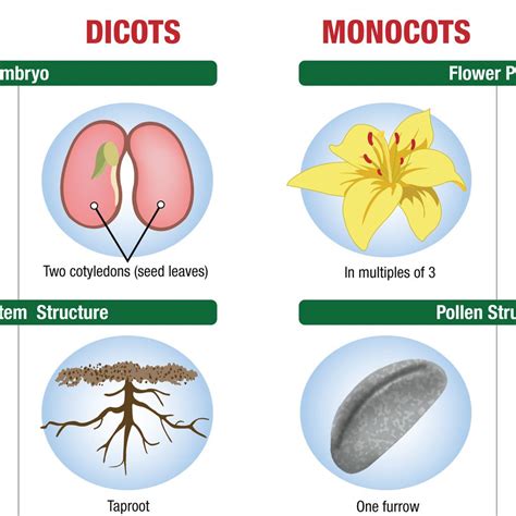 difference  monocot  dicot