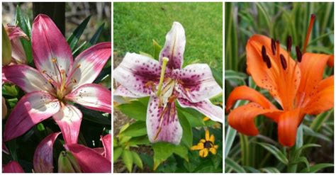 asiatic  oriental lilies    difference