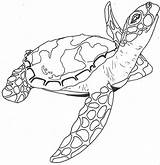 Turtle Loggerhead Drawing Sea Paintingvalley sketch template
