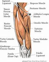 Images of Thigh Muscle Fatigue