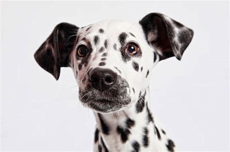 dalmatian dog stock  pictures royalty  images istock