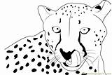 Cheetah Coloring Face Pages Printable Coloringpages101 Print Pdf Color Kids sketch template
