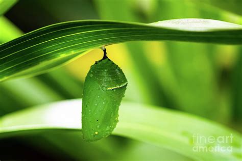 pupa  chrysalis stage   monarch butterfly photograph  phillip