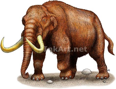 mastodon mammut americanum  art  full color