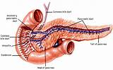 Pancreas Diagram Images