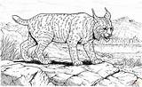 Lynx Lince Linces Ryś Kolorowanki Rysie Luchs Kolorowanka Taringa Ausmalbild Ausdrucken sketch template