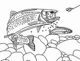 Trout Coloring Pages Apache Bair Chasing Fisherman sketch template