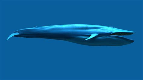 buy blue whale  model  massimorighicom