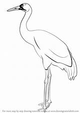 Crane Kokku Drawingtutorials101 Heron Paintingvalley sketch template