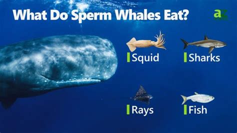 sperm whales eat  common foods   diet   animals