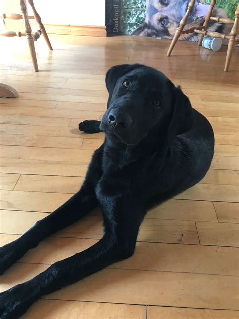 month  black lab labradorblackpuppymonths labrador labrador