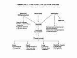 Anaemia Classification Images