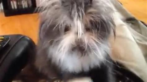 this cat is having a crazier hair day than you and he s scarily