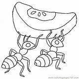 Coloring Ant Pages Ants Colouring Kids Food Children Collection Working Insect Drawing Hard Larger Printablecolouringpages Credit Getdrawings Clipart sketch template