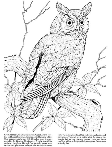 owl sitting  top   tree branch