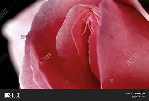 rose that turned into image and photo free trial bigstock