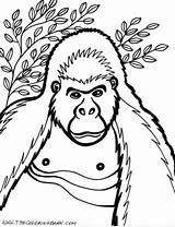 Gorilla Gorille Gorila Ausmalbilder Coloriage Animaux Fêmea Tudodesenhos Coloriages sketch template