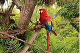 What Animals Live In The Tropical Forest Images