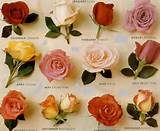 Pictures of Different Types Roses