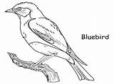 Coloring Bird Bluebird Blue Pages Robin Color Drawing Outline Colouring Printable Animals Print Kids Red Missouri Animal Birds Gif Drawings sketch template