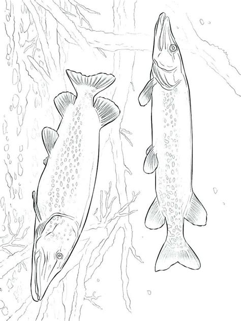 pout pout fish coloring page youngandtaecom fish coloring page