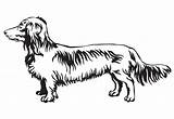 Dachshund Long Haired Dog Vector Portrait Decorative Standing Silhouette Contour Illustration Drawing Pro Stock Depositphotos sketch template