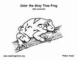 Frog Coloring Tree Gray Exploringnature sketch template