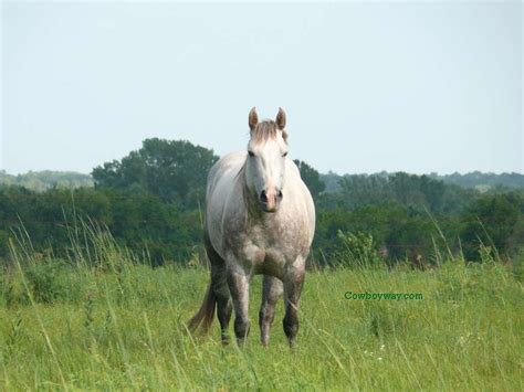 horse wallpapers images  animals horse pictures