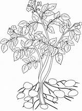 Potato Plant Coloring Vector Preview sketch template