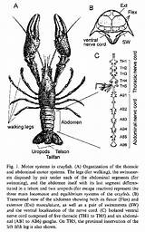 Crayfish Neuroscience Internal Behavioral Circuitry sketch template