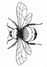 Coloring Bee Pages Bumblebee Printable Worksheets Flying Parentune Kids sketch template