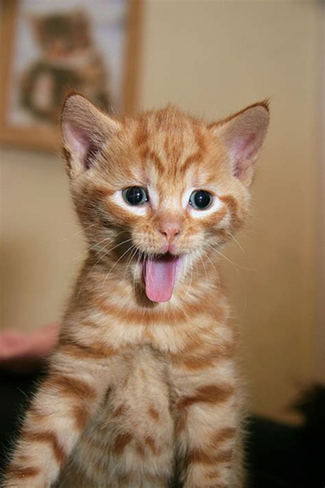 video cute jumping kitten love meow