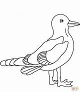 Coloring Seagull Pages Seagulls Printable Categories sketch template