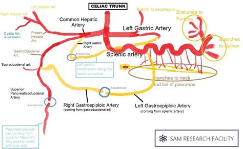 celiac artery arteries basic anatomy  physiology