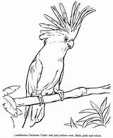 Drawing Cockatoo Coloring Drawings Pages Animal Kids Animals Draw Galah Bird Honkingdonkey Wildlife Colouring Parrot Realistic Print Popular Parrots 57kb sketch template