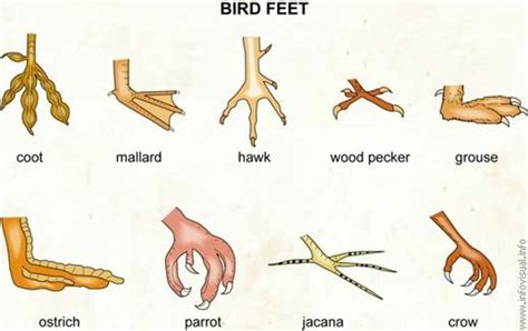 the unique characteristics of birds hubpages
