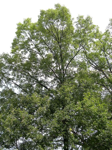 franklin marshall black oak quercus velutina