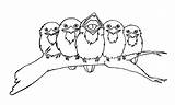 Frogmouth Tawny Coloring Drawings 2486 1500px 9kb Birds Pages sketch template