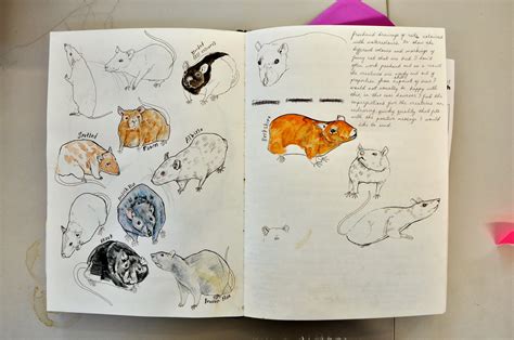 illustrated menagerie research sketchbooks