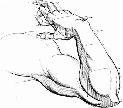 cartoon arm drawing art anatomy arms hands pinterest summer
