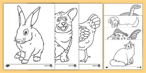 pets coloring pages arts  crafts twinkl usa twinkl