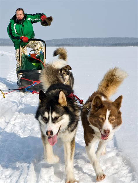 alaskan husky dogs  loyal loving sled dog pet